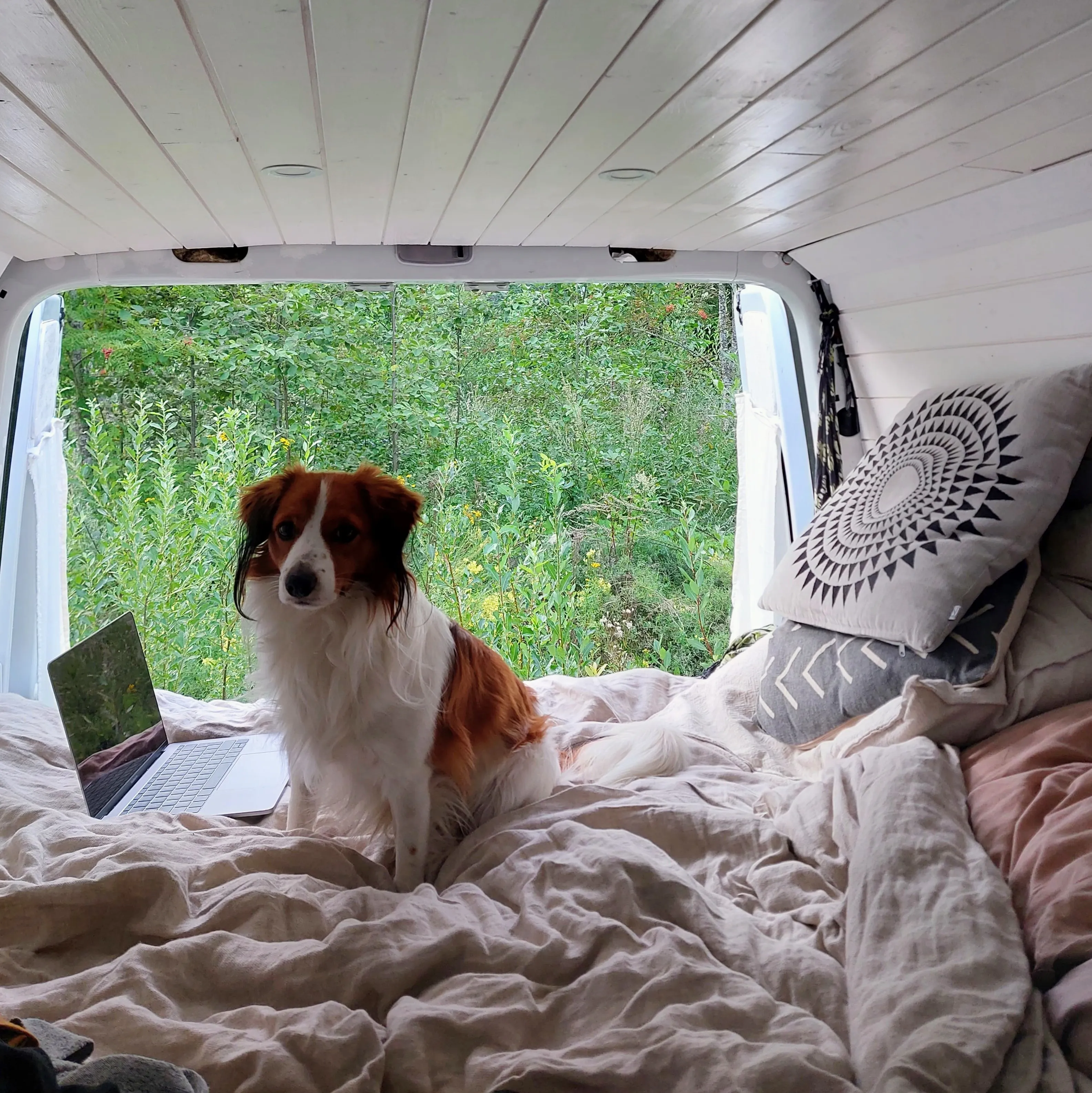 Wild camping with campervan and a dog